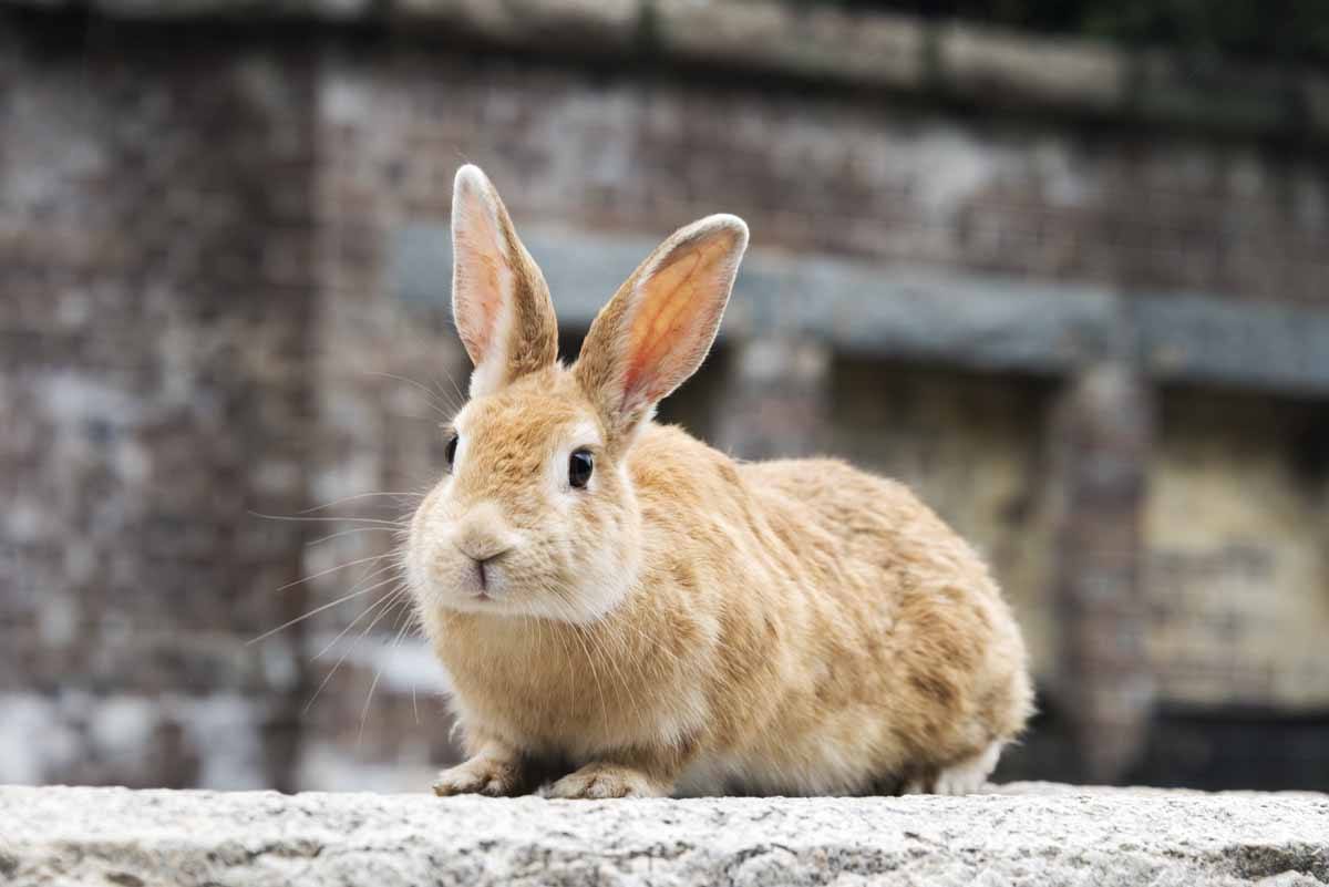 Rabbit island okunoshima laura appleyard flickr user Penangkapan karyawan perusahaan yang menendang kelinci di Pulau Okunoshima