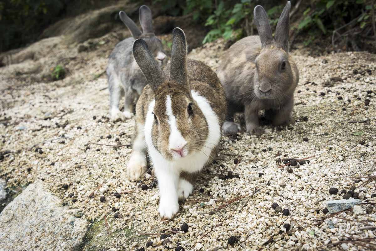 Hiroshima okunoshima impacts juxtaposition Penangkapan karyawan perusahaan yang menendang kelinci di Pulau Okunoshima